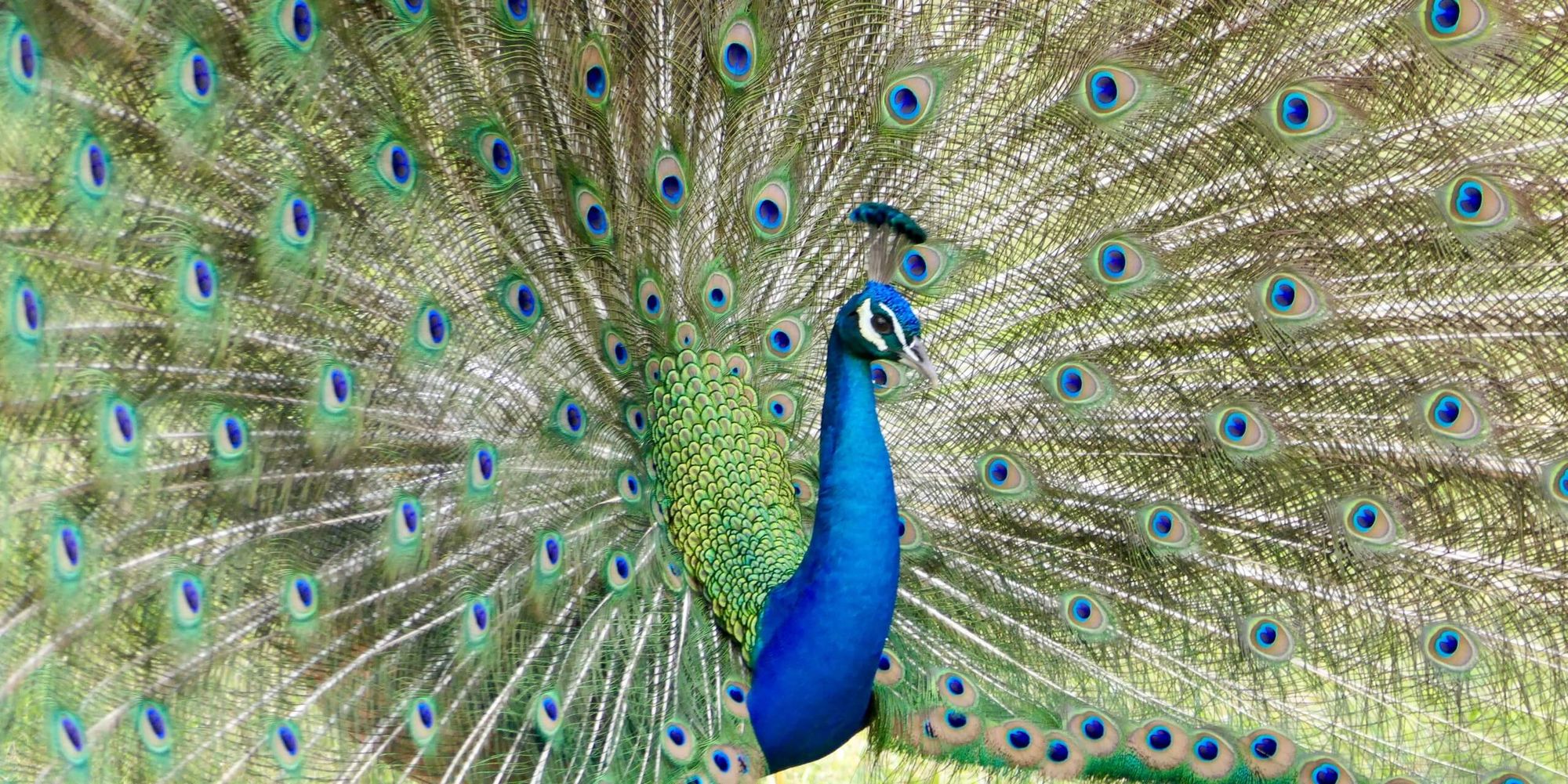 Investment Manager RFP Alerts